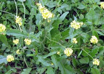 Alerta: otra maleza que se resiste a los dos herbicidas más usados en el país