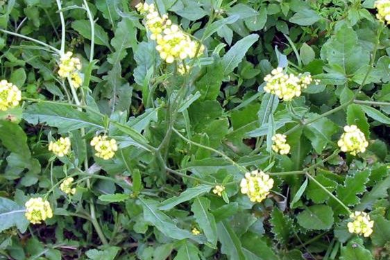 Alerta: otra maleza que se resiste a los dos herbicidas más usados en el país