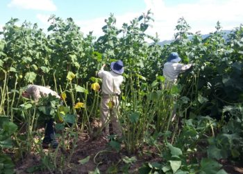 Sabores y saberes: El yacón, la batata de los diabéticos