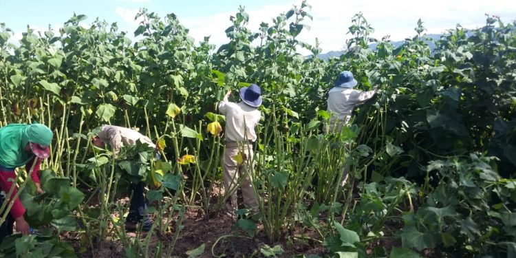 Sabores y saberes: El yacón, la batata de los diabéticos