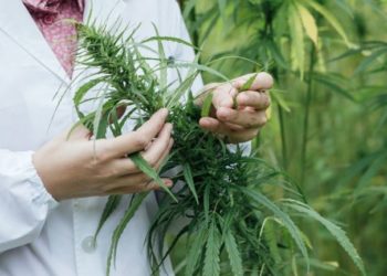 Según los agrónomos, se podría cultivar cannabis hasta en la Patagonia﻿