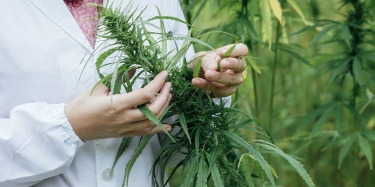 Según los agrónomos, se podría cultivar cannabis hasta en la Patagonia﻿