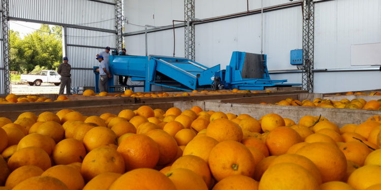 Corrientes tiene una de las cooperativas agrícolas más jóvenes del país