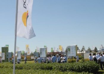 Para mejorar el rinde de la sojas, Don Mario se lanza a hacer edición génica