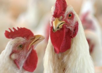 Con Cresta Roja en vías de recuperación, Granja Tres Arroyos manejará 25% del negocio avícola