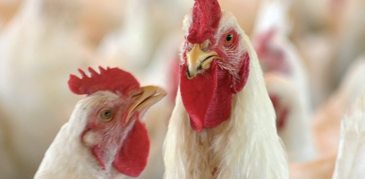 Con Cresta Roja en vías de recuperación, Granja Tres Arroyos manejará 25% del negocio avícola