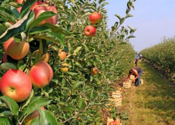 Carne y lácteos tributarán 3 pesos, pero frutas y verduras tendrán la tasa más alta de 4 pesos