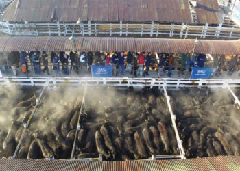 Mercados alterados: el ganado bovino se dispara hasta un 10%