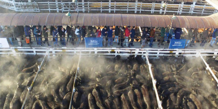 Mercados alterados: el ganado bovino se dispara hasta un 10%