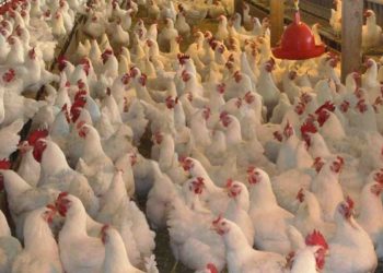 Imponen a la producción de pollos parrilleros normas internacionales de bienestar animal