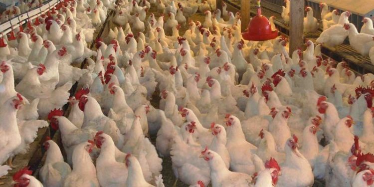 Imponen a la producción de pollos parrilleros normas internacionales de bienestar animal