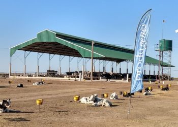 Intensificación lechera: Ya existen 56 tambos “bajo techo” en la Argentina