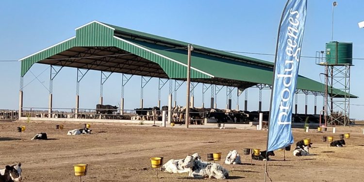 Intensificación lechera: Ya existen 56 tambos “bajo techo” en la Argentina
