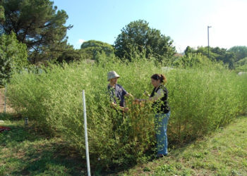 Llegó “Ubuntu”, una semilla forrajera para pequeños productores que no reclamará regalías