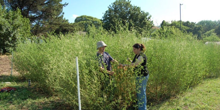 Llegó “Ubuntu”, una semilla forrajera para pequeños productores que no reclamará regalías