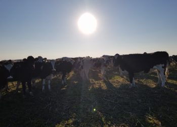 En el primer semestre del año cerraron 605 tambos y se acelera la crisis