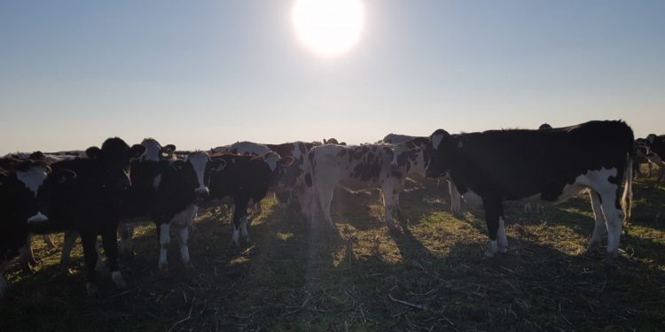 En el primer semestre del año cerraron 605 tambos y se acelera la crisis