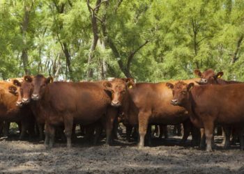 Un aporte de Bichos a la comunidad: el Senasa corrigió el stock bovino, que creció 2,7% el año pasado