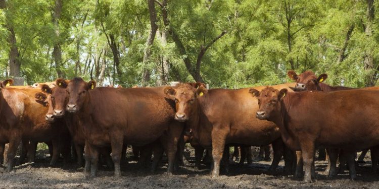 Un aporte de Bichos a la comunidad: el Senasa corrigió el stock bovino, que creció 2,7% el año pasado
