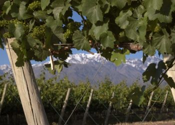 Los planes de la Coviar para evitar la desaparición de los pequeños viñateros