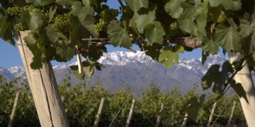 Los planes de la Coviar para evitar la desaparición de los pequeños viñateros