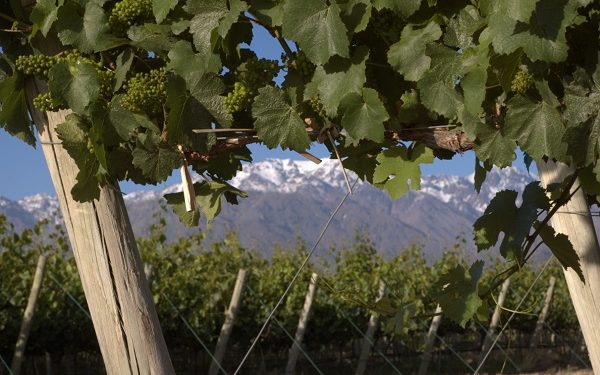 Los planes de la Coviar para evitar la desaparición de los pequeños viñateros