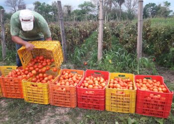 En cualquier momento estalla una “guerra de tomates” con Paraguay