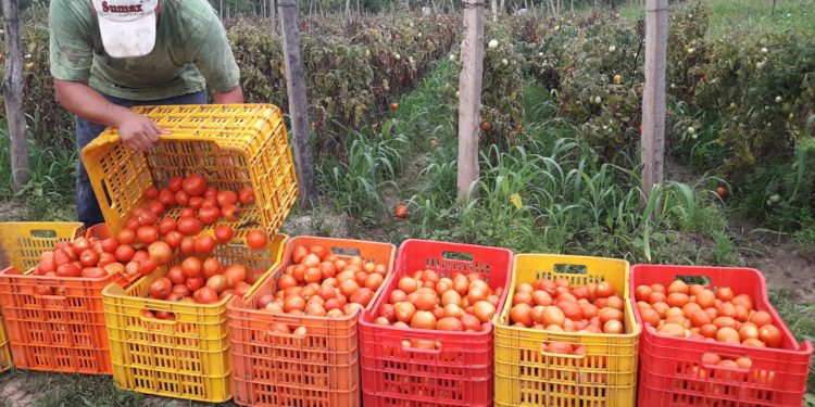 En cualquier momento estalla una “guerra de tomates” con Paraguay