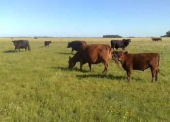 Importante baja en la renta de la cría bovina