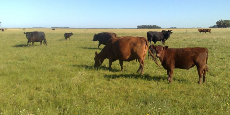 Importante baja en la renta de la cría bovina
