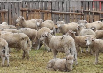 Un plan para controlar el guanaco y recuperar el negocio de la carne ovina patagónica