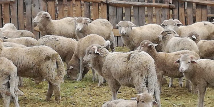 Un plan para controlar el guanaco y recuperar el negocio de la carne ovina patagónica