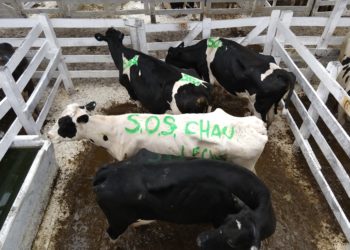 Postales de una mañana en blanco y negro en el Mercado de Liniers