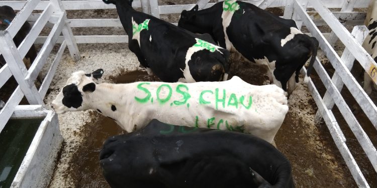 Postales de una mañana en blanco y negro en el Mercado de Liniers
