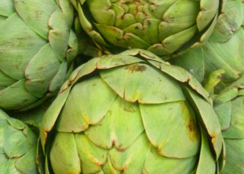 Productores de alcauciles la pelean para que no decaiga su consumo