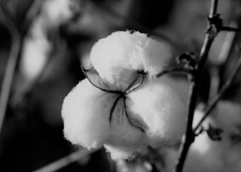 Algodón gris: Reconocen que en la Argentina se siembra una variedad transgénica de Monsanto que nunca se aprobó