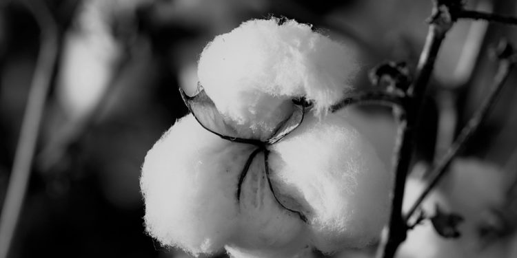 Algodón gris: Reconocen que en la Argentina se siembra una variedad transgénica de Monsanto que nunca se aprobó