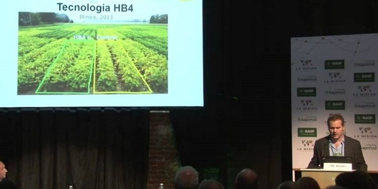 Intenso lobby de Bioceres para que el gobierno apruebe su trigo transgénico