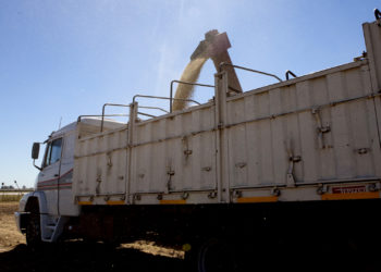 Chau diclorvós, tenés los días contados…