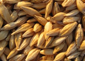 En Buenos Aires le ponen una ficha a la cebada: Creció 8% el área sembrada