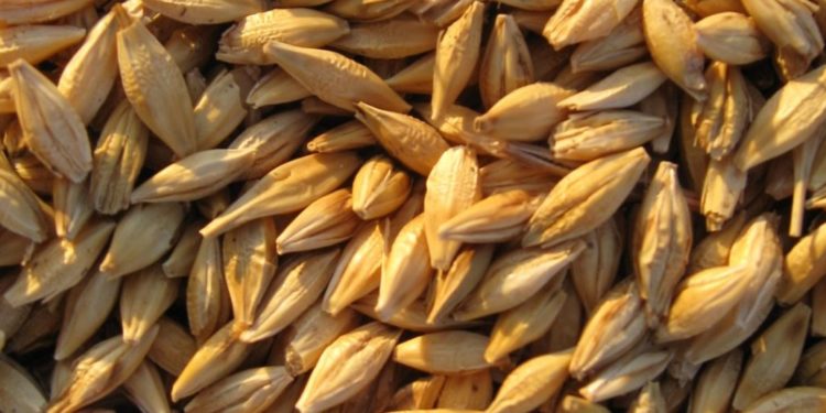 En Buenos Aires le ponen una ficha a la cebada: Creció 8% el área sembrada