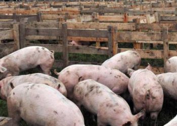 Ahora sí hay razones para tener miedo: la peste porcina apareció en Brasil