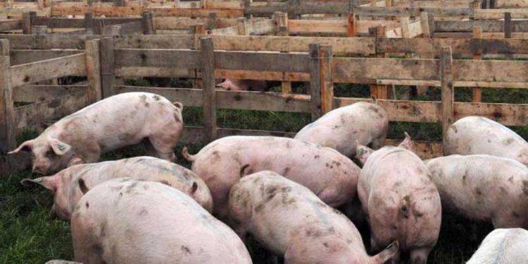 Ahora sí hay razones para tener miedo: la peste porcina apareció en Brasil