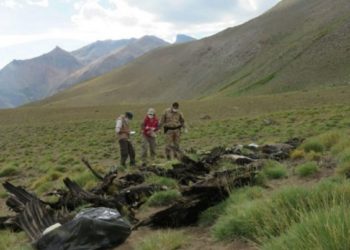 Prohíben cinco viejos plaguicidas, empezando por el carbofurano que mató a 34 cóndores
