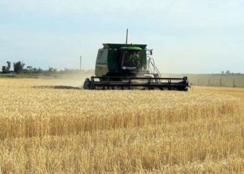 El mercado triguero comienza a respirar: se cosechó el primer lote 2018/19