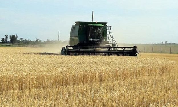 El mercado triguero comienza a respirar: se cosechó el primer lote 2018/19