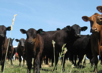 El INTA banca el nuevo sistema de tipificación: “El mundo califica a la carne por su calidad”