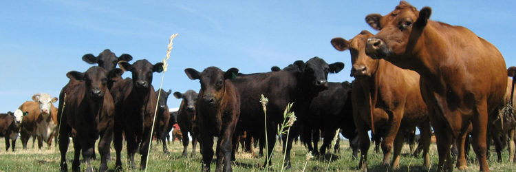 El INTA banca el nuevo sistema de tipificación: “El mundo califica a la carne por su calidad”