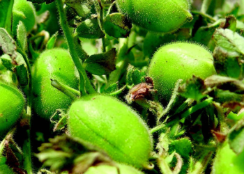 Con los garbanzos inflados: El cálculo de neo-retenciones deja fuera de competencia a los cultivos especiales