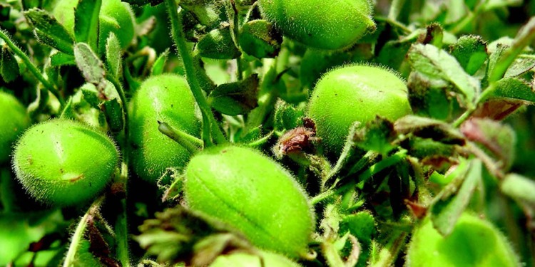 Con los garbanzos inflados: El cálculo de neo-retenciones deja fuera de competencia a los cultivos especiales